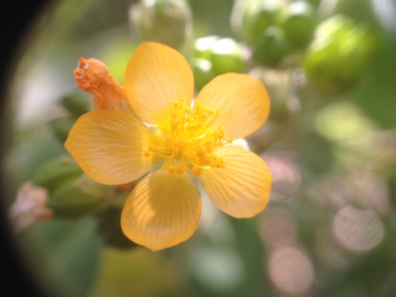 Wissadula densiflora photo 2