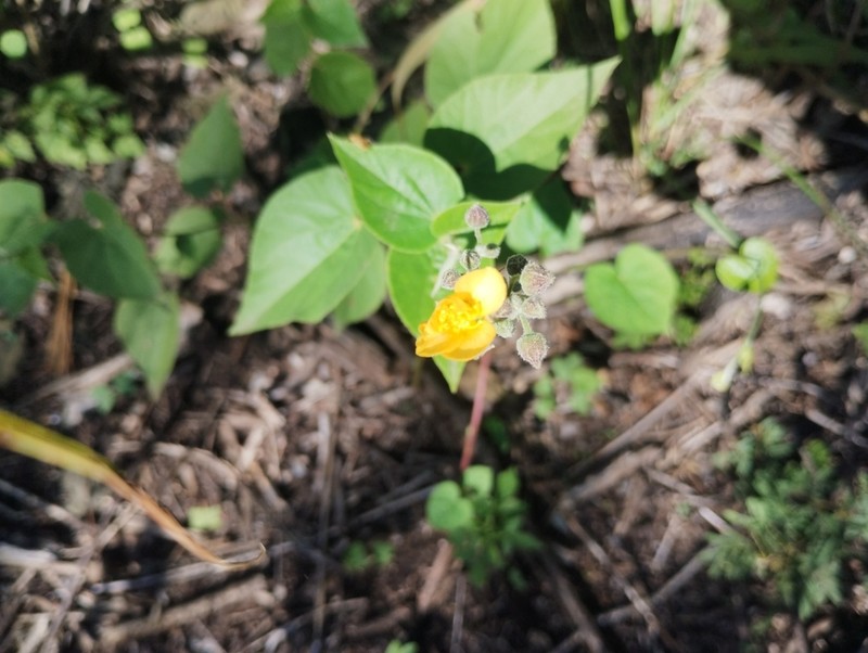 Wissadula densiflora photo 3