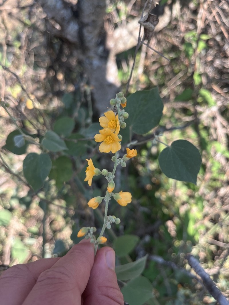 Wissadula densiflora photo 4