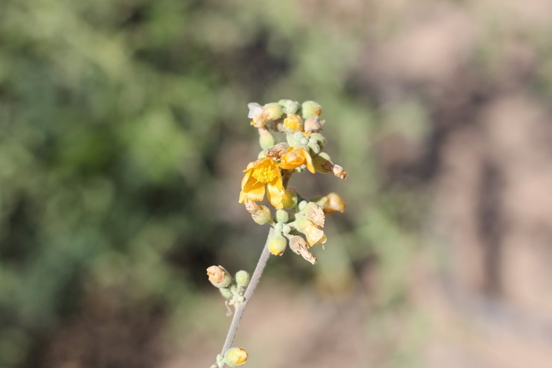 Wissadula densiflora photo 5