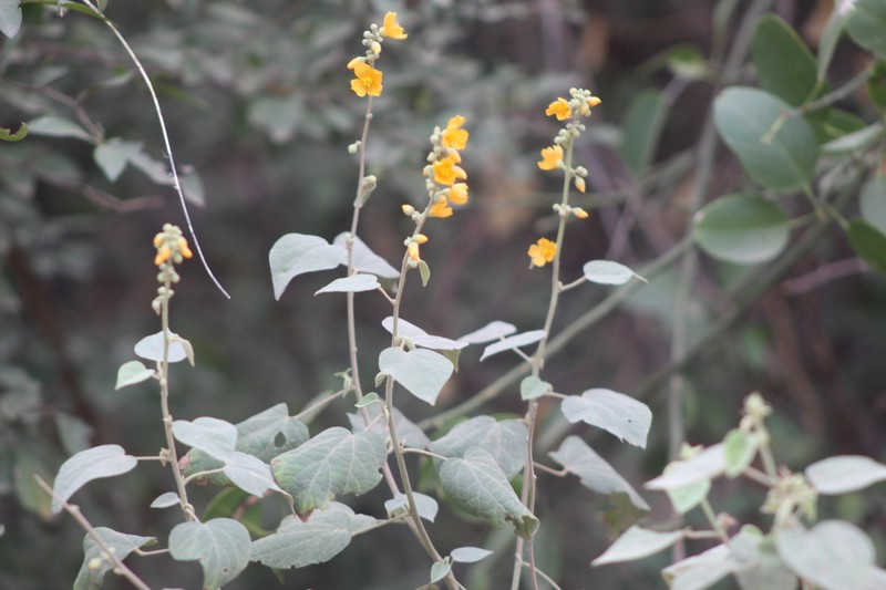 Wissadula densiflora photo 6