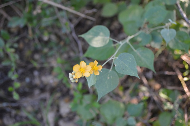 Wissadula densiflora photo 7