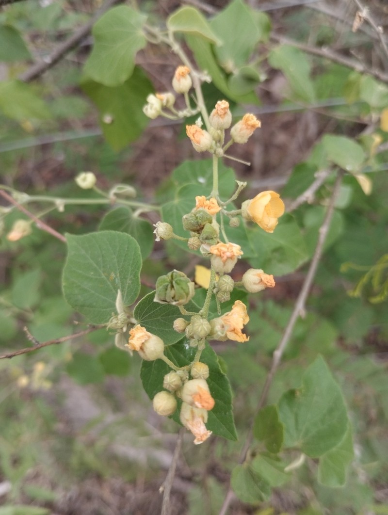 Wissadula densiflora photo 8