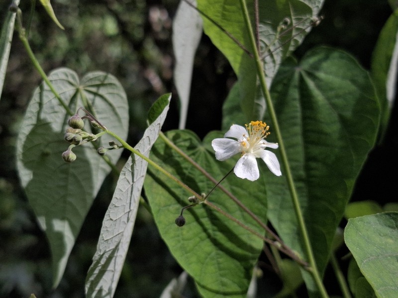 Wissadula excelsior