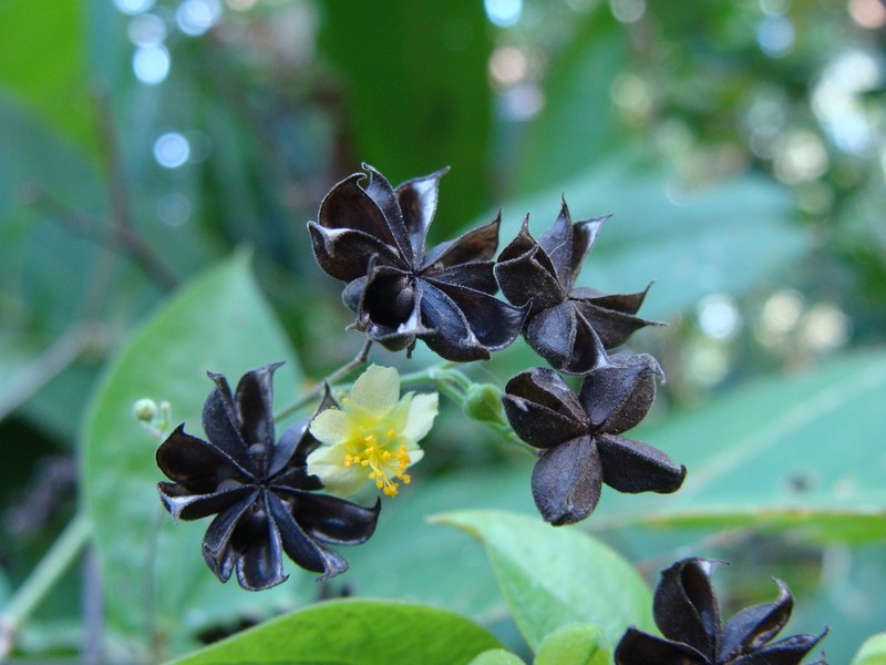 Wissadula excelsior photo 4