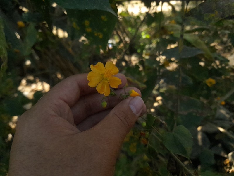 Wissadula grandifolia