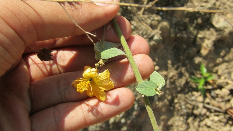 Wissadula grandifolia photo 2