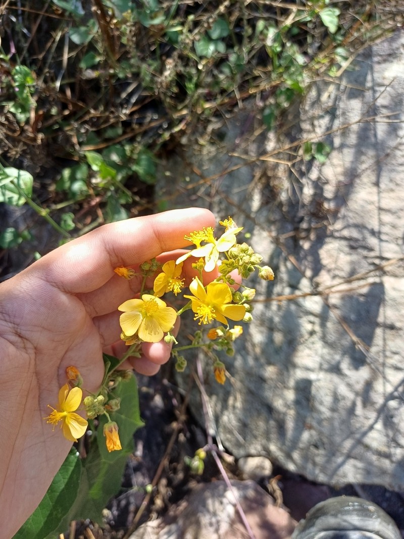 Wissadula grandifolia photo 3