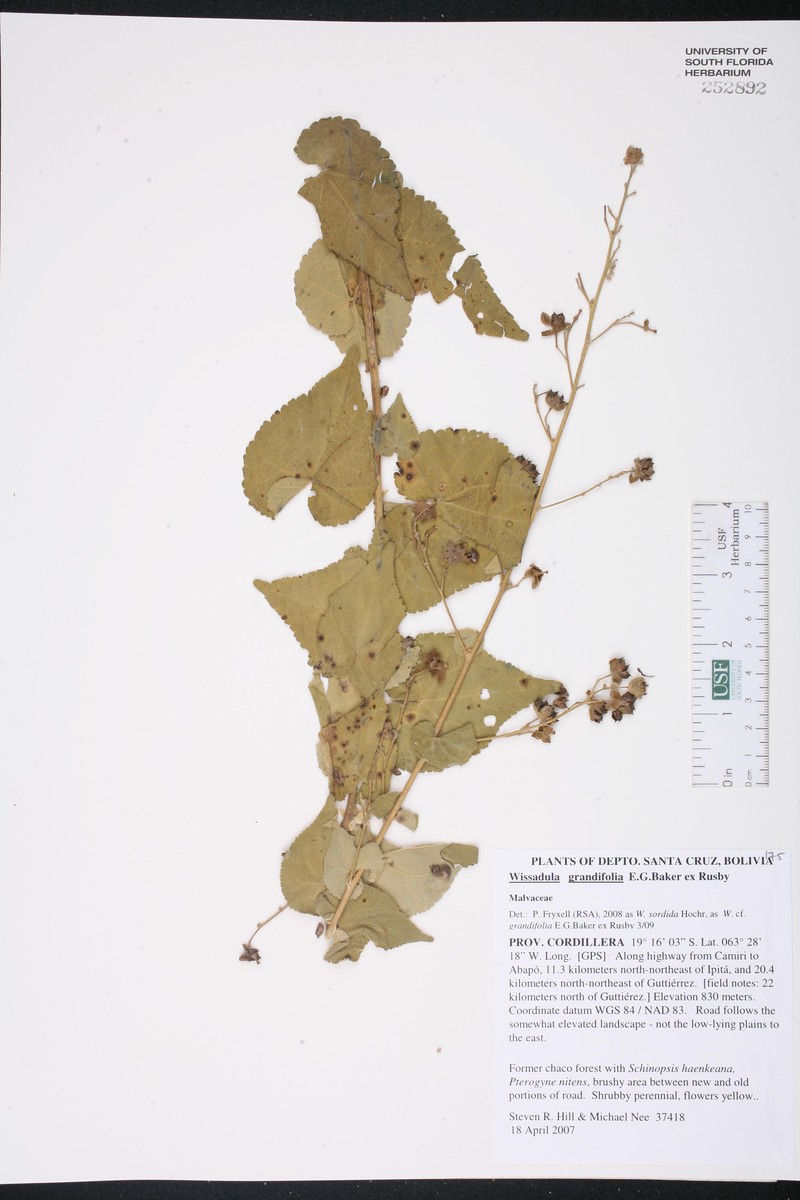Wissadula grandifolia photo 4