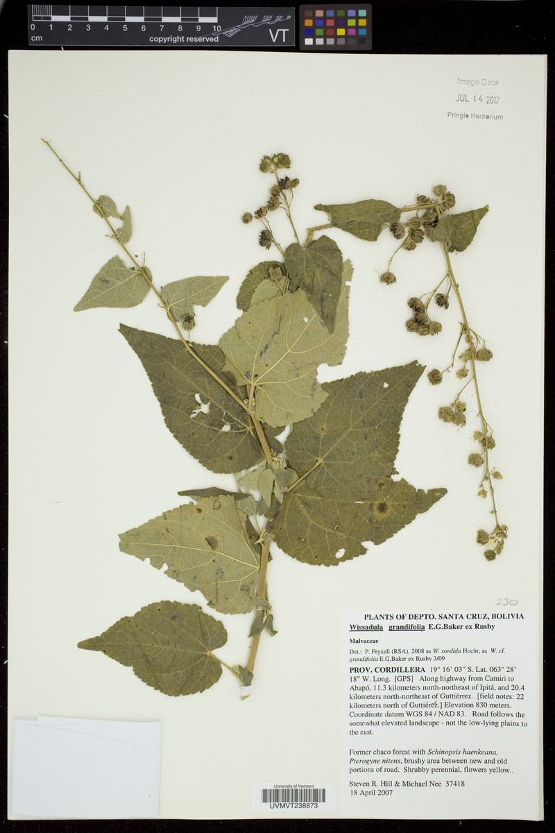 Wissadula grandifolia photo 5