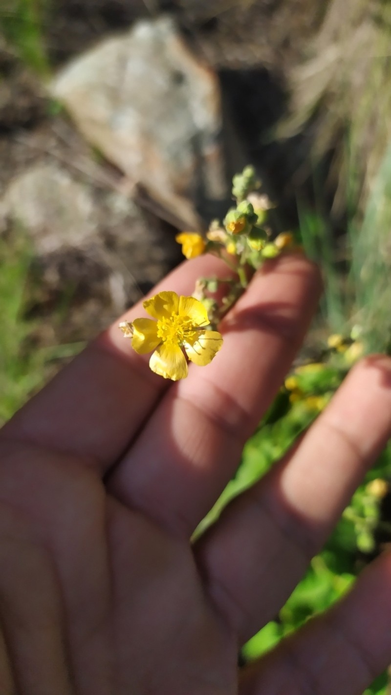 Wissadula gymnanthemum