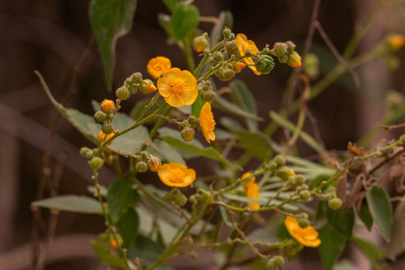 Wissadula gymnanthemum photo 2