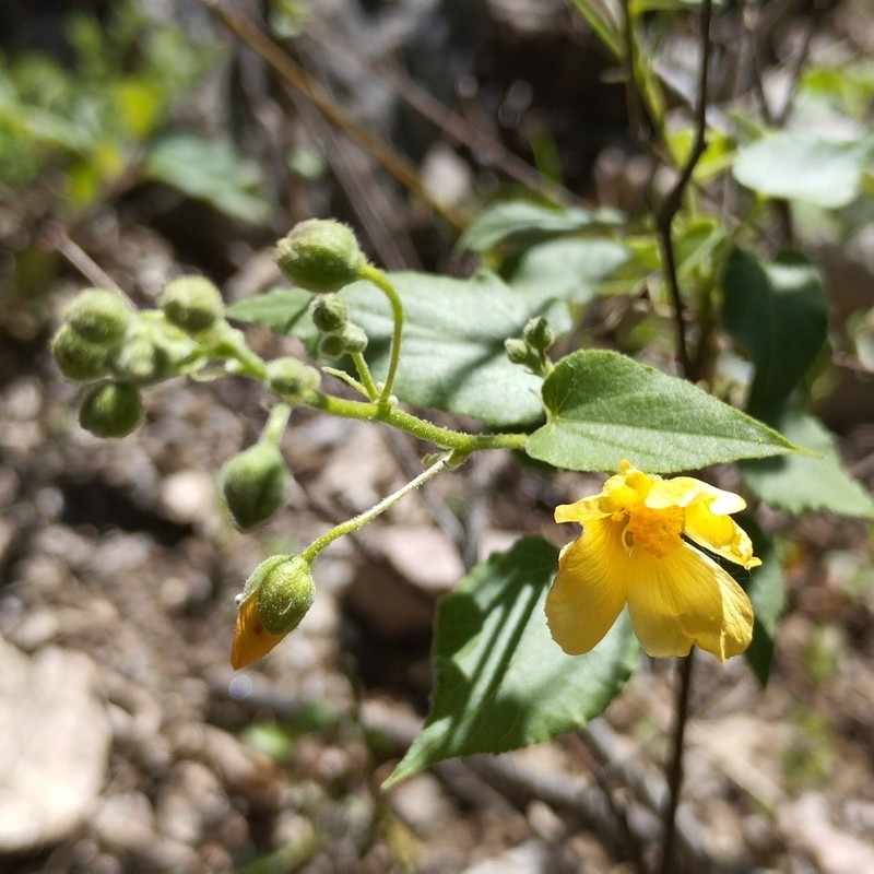 Wissadula gymnanthemum photo 3