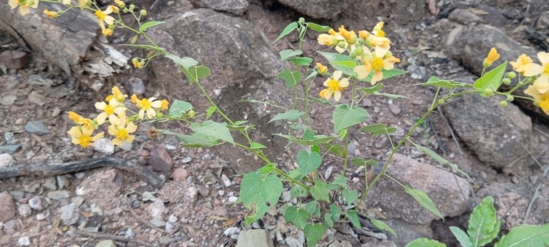 Wissadula gymnanthemum photo 4