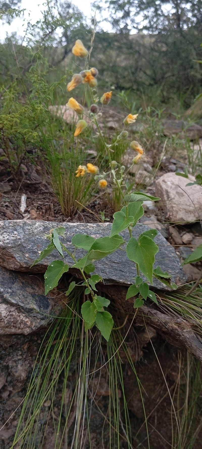 Wissadula gymnanthemum photo 5