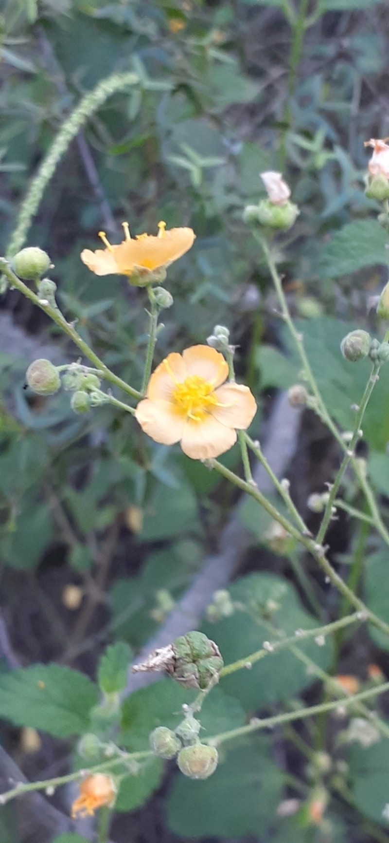 Wissadula gymnanthemum photo 6