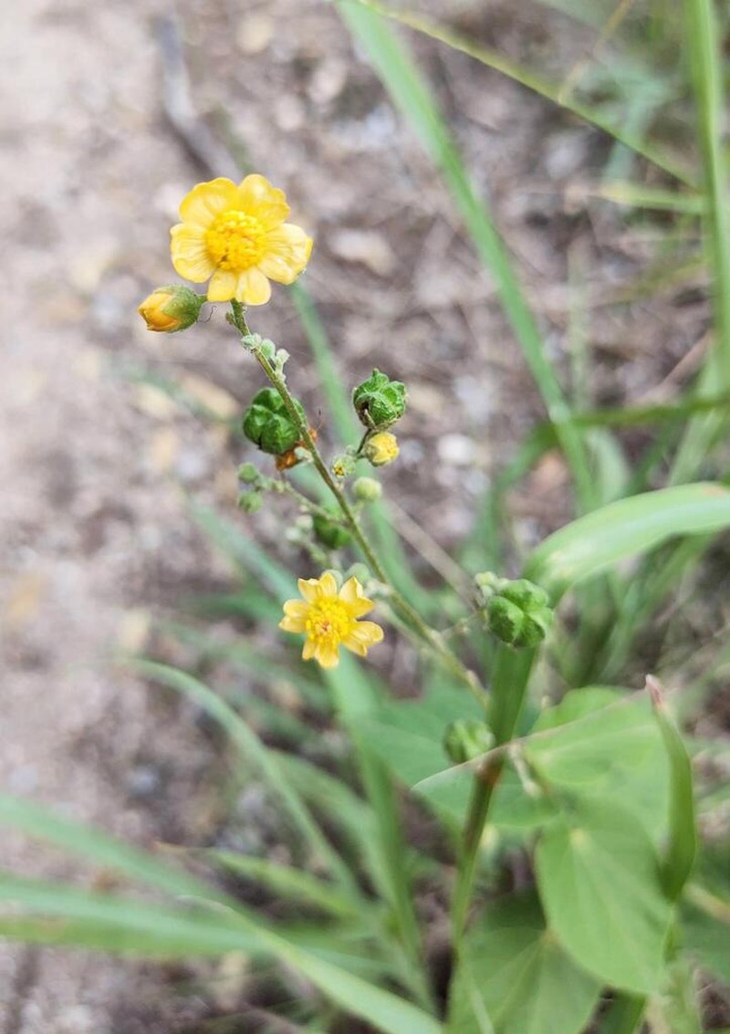 Wissadula gymnanthemum photo 7