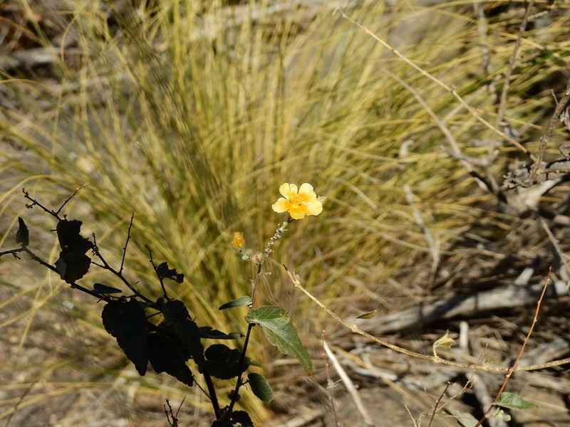Wissadula gymnanthemum photo 8