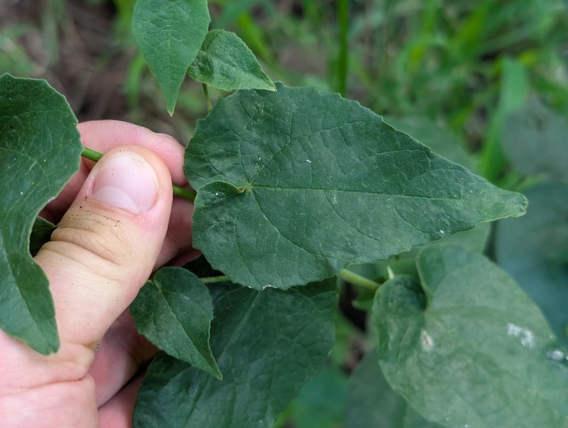 Wissadula hernandioides