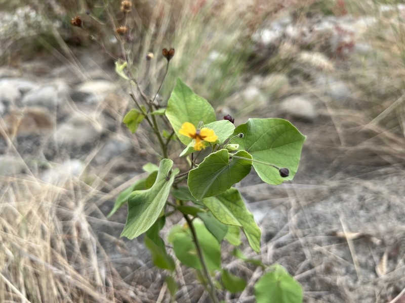 Wissadula hernandioides photo 2