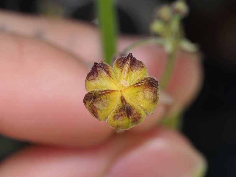 Wissadula hernandioides photo 3