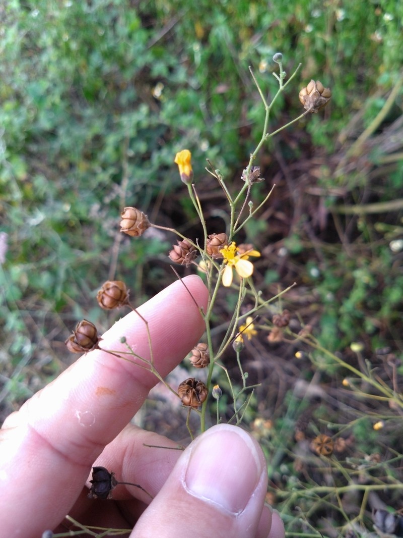 Wissadula hernandioides photo 4