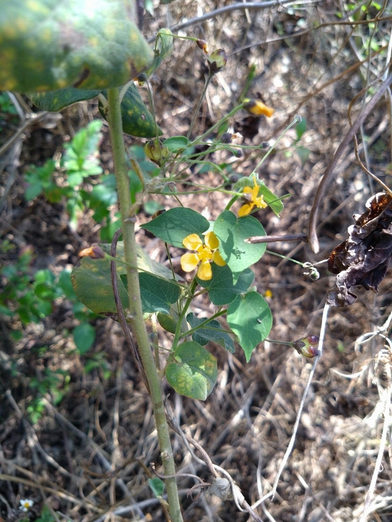 Wissadula hernandioides photo 5