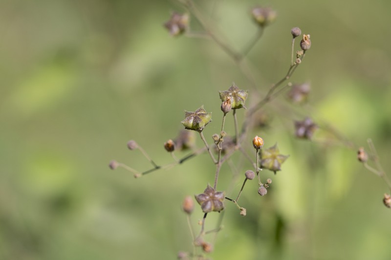 Wissadula hernandioides photo 6