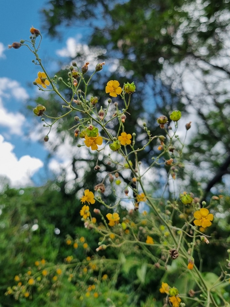 Wissadula hernandioides photo 7