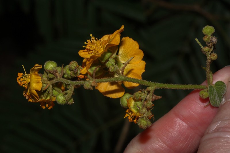 Wissadula indivisa