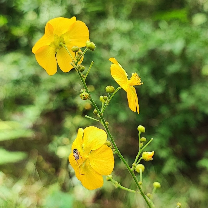 Wissadula indivisa photo 2