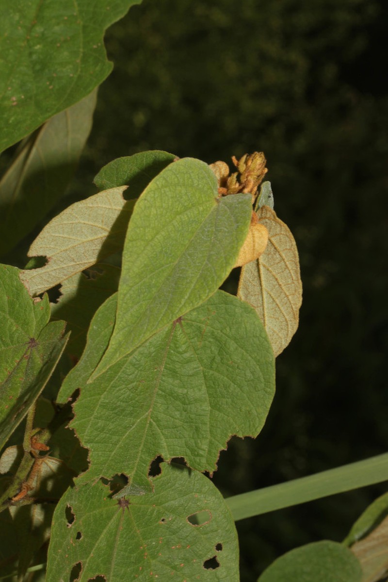 Wissadula indivisa photo 3