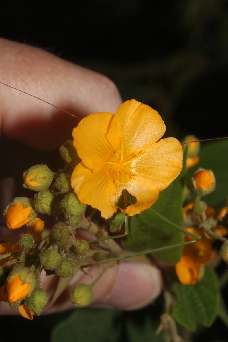 Wissadula indivisa photo 4