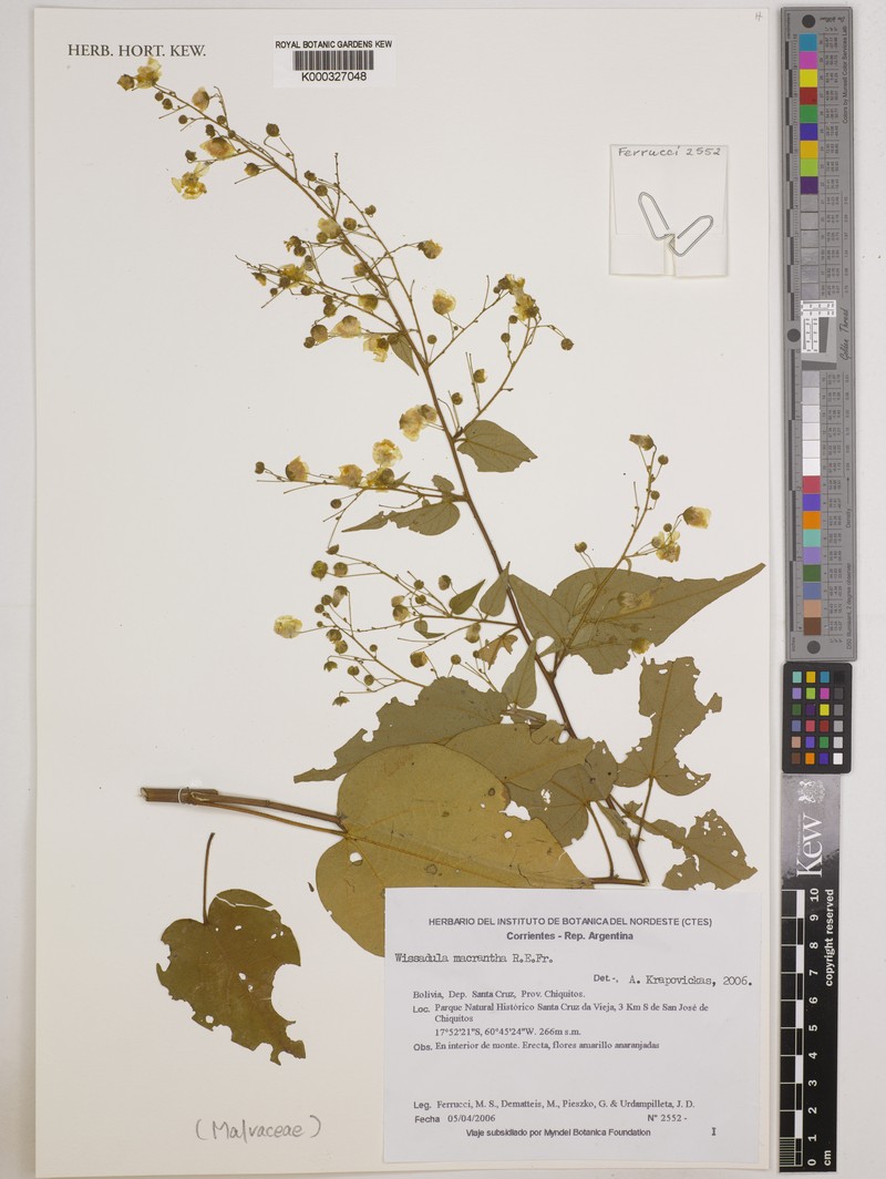 Wissadula macrantha