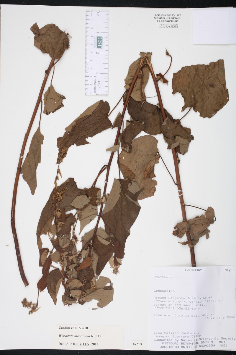 Wissadula macrantha photo 2