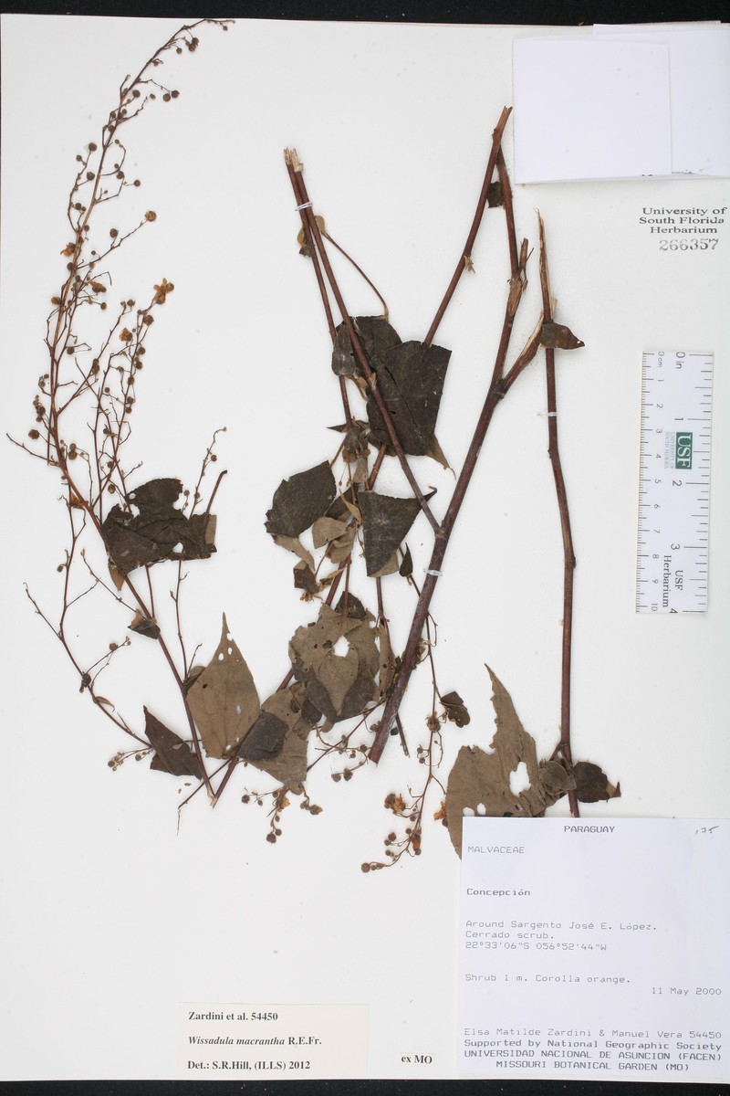 Wissadula macrantha photo 3