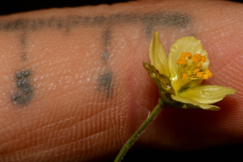 Wissadula parviflora