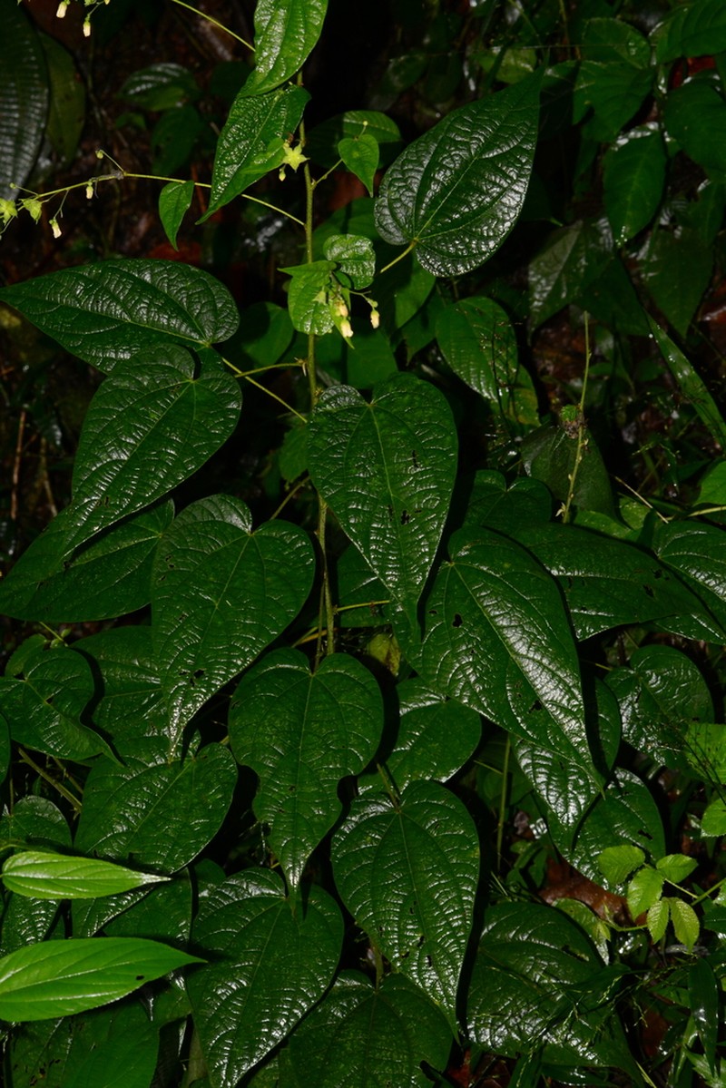 Wissadula parviflora photo 2