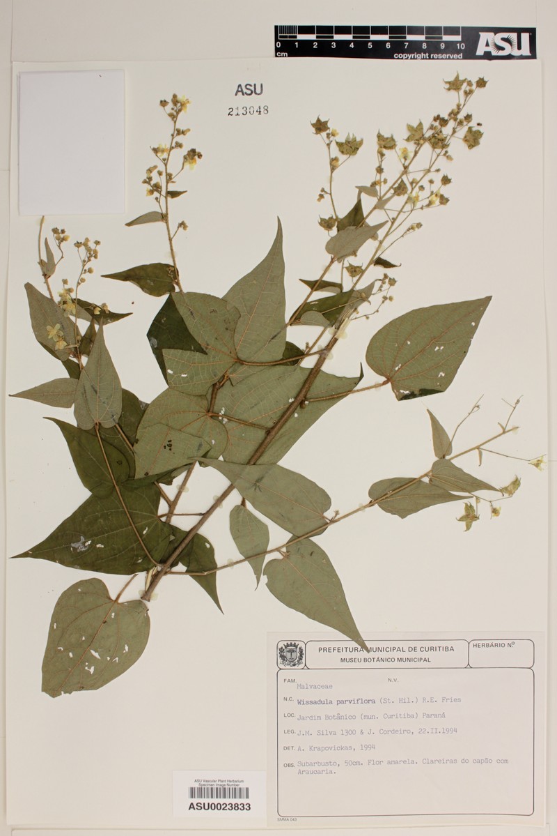 Wissadula parviflora photo 4