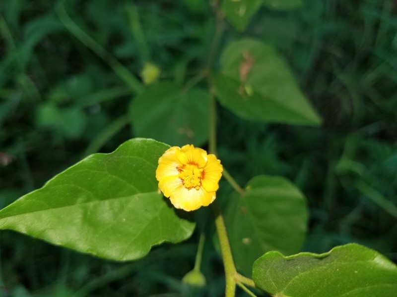 Wissadula parvifolia photo 2
