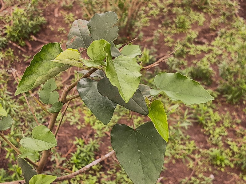 Wissadula parvifolia photo 5