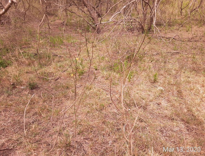 Wissadula parvifolia photo 6