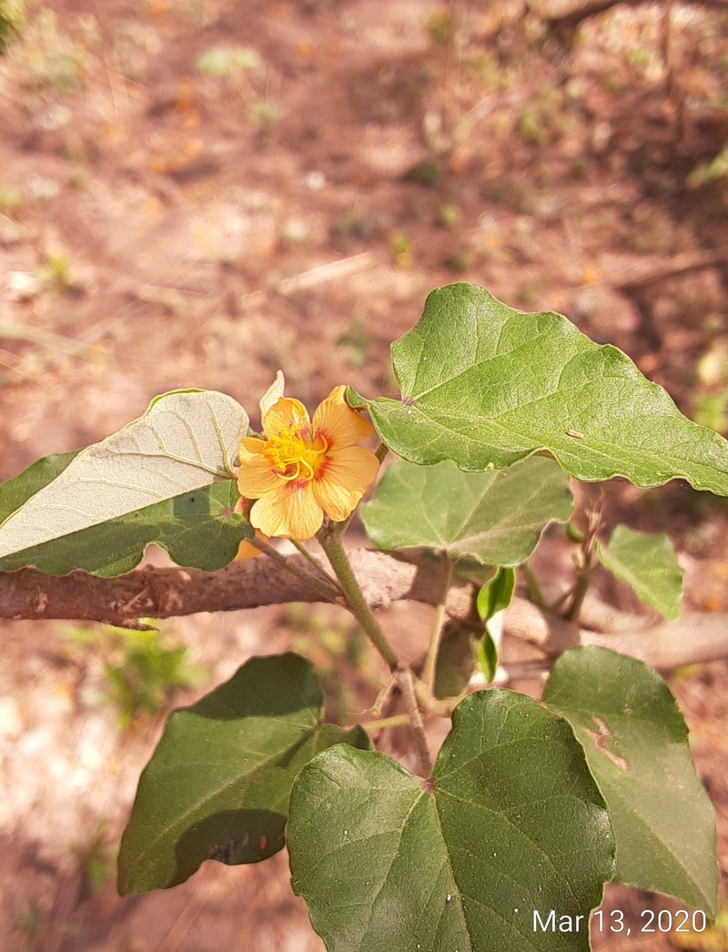 Wissadula parvifolia photo 7