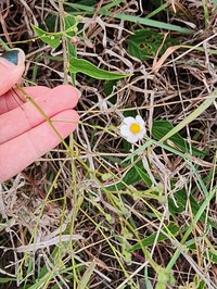 White Velvetleaf