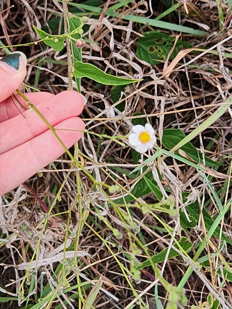 White Velvetleaf