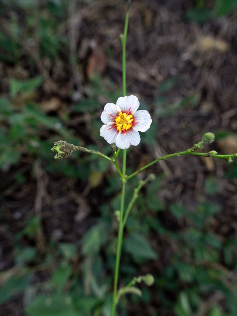 White Velvetleaf photo 2