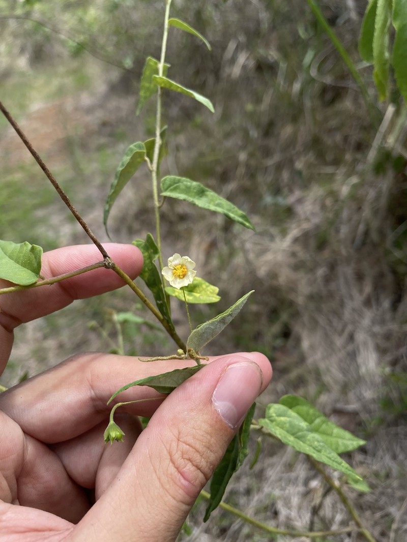 White Velvetleaf photo 3