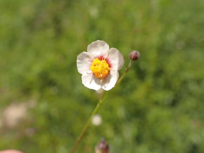 White Velvetleaf photo 4