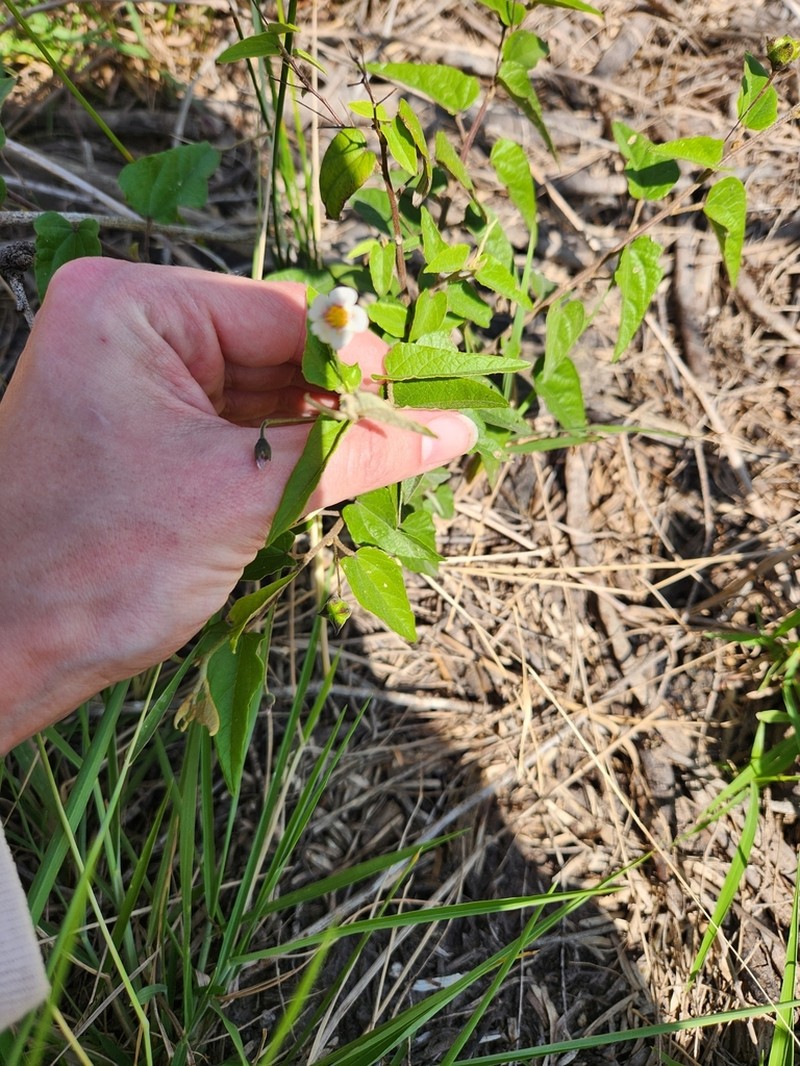 White Velvetleaf photo 5