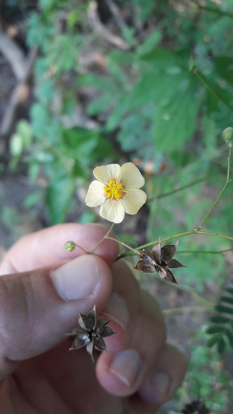 White Velvetleaf photo 8